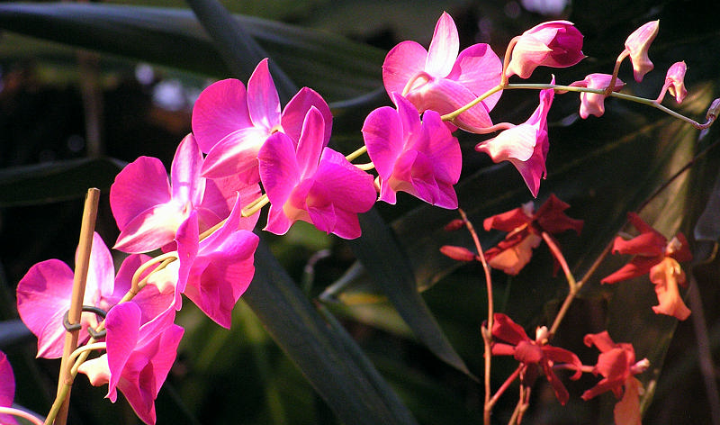 Orchidea.40.JPG - OLYMPUS DIGITAL CAMERA